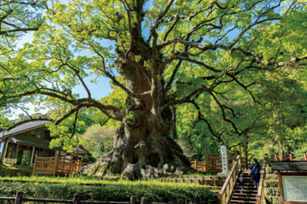 日本一の巨樹大クス