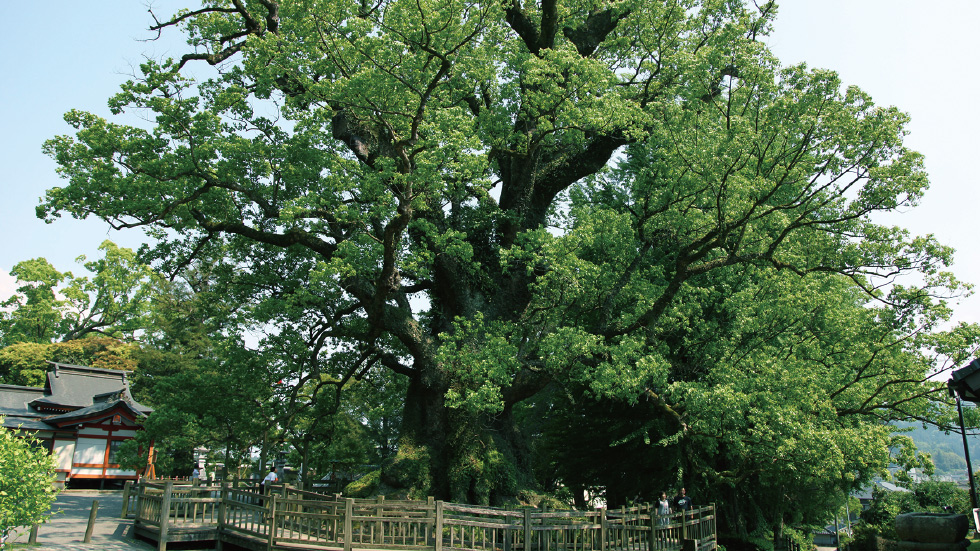 日本一の巨樹 蒲生の大クス